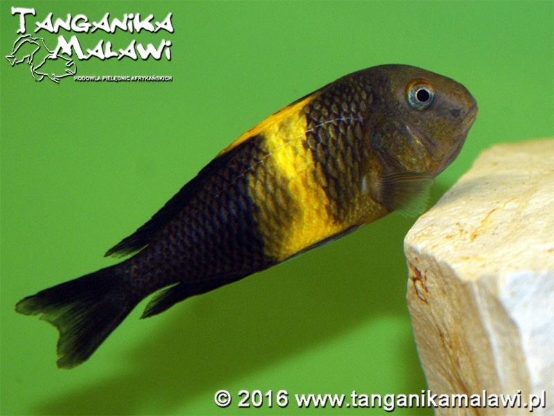 Tropheus sp. 'black' Kiriza